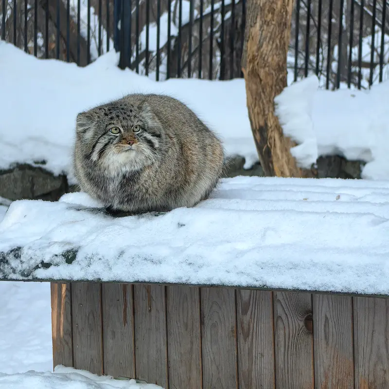 ノヴォシビルスク動物園のシルヴェスターの写真