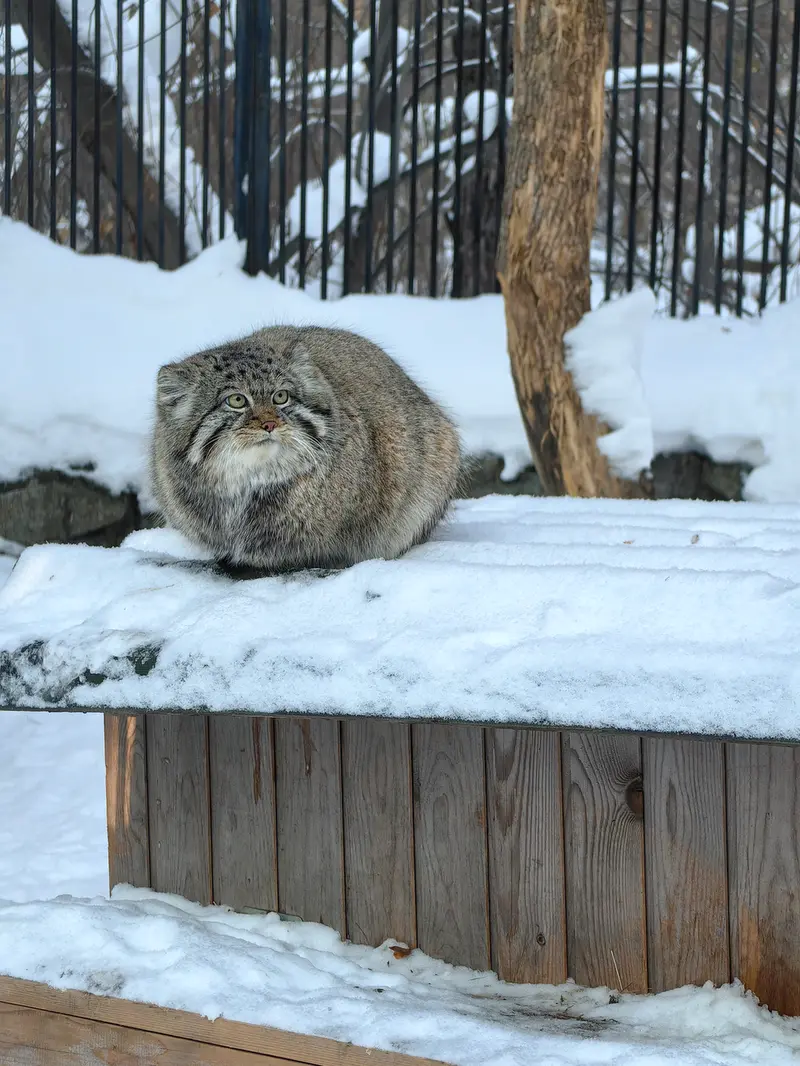 ノヴォシビルスク動物園のシルヴェスターの写真