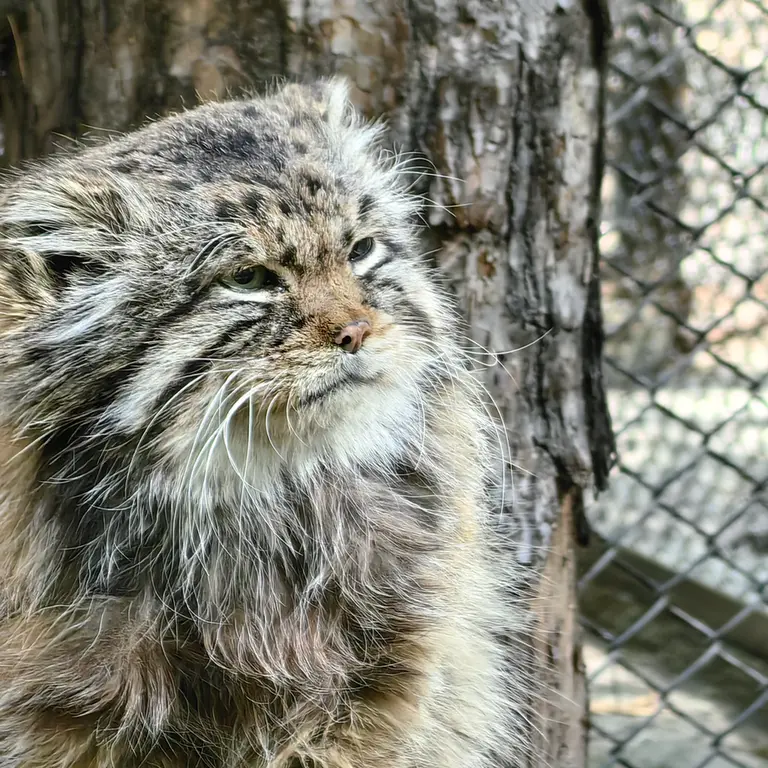 ノヴォシビルスク動物園のゼレノゴルスクの写真