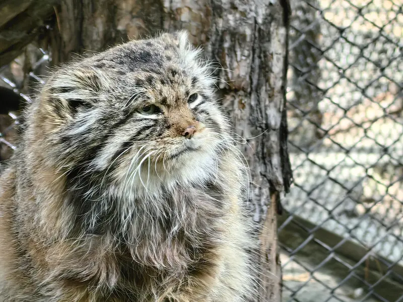 ノヴォシビルスク動物園のゼレノゴルスクの写真
