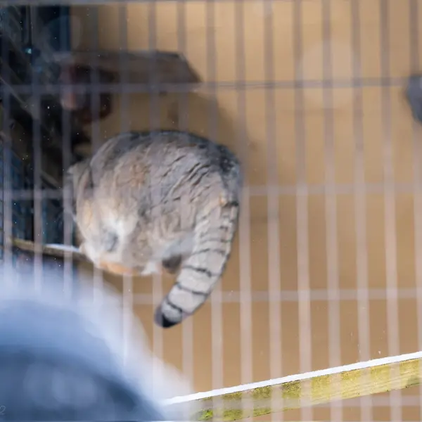 旭山動物園のグルーシャの写真
