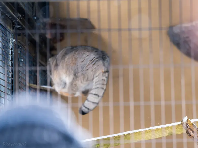 旭山動物園のグルーシャの写真