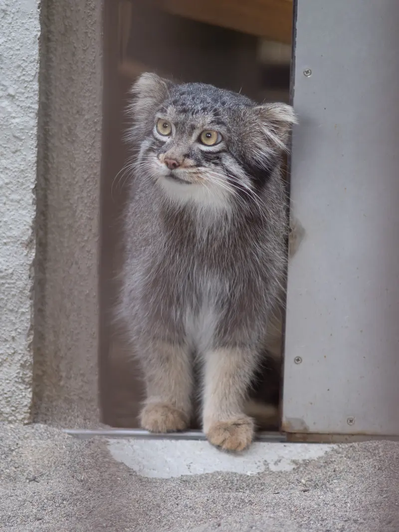 野毛山動物園のフィーガの写真