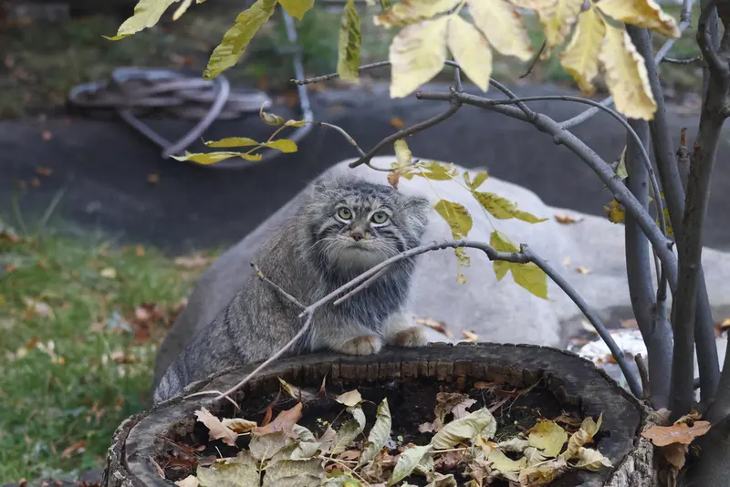 モスクワ動物園のティモフェイの写真