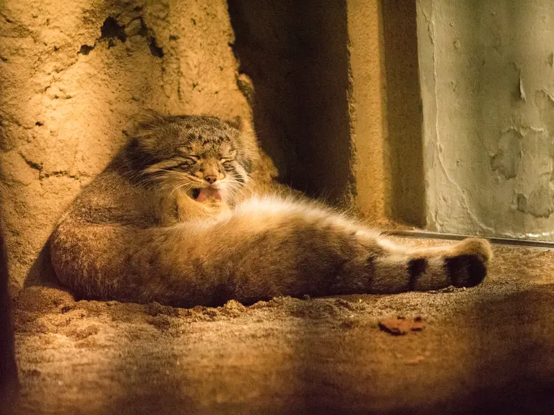 野毛山動物園のフィーガの写真