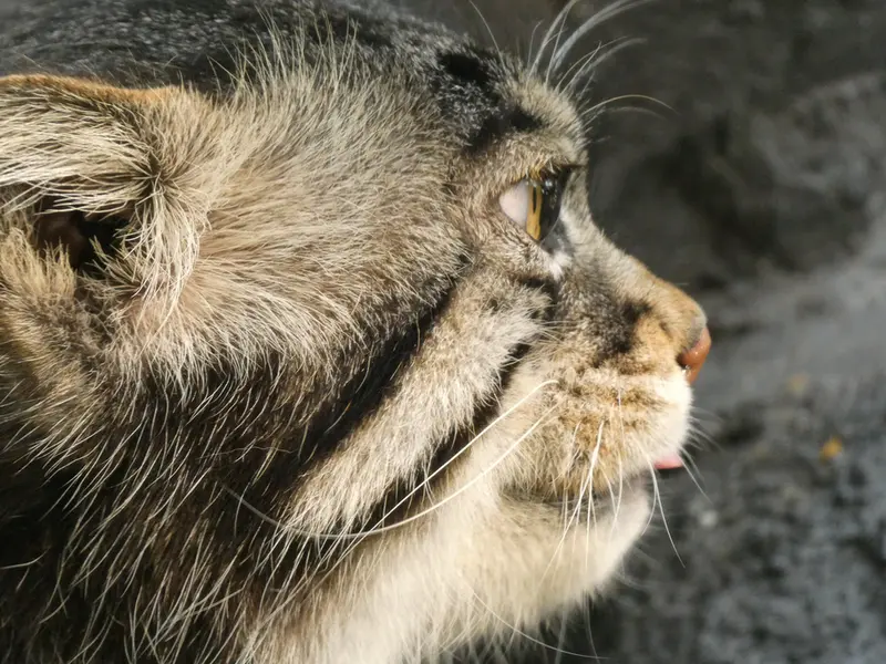 旭山動物園のグルーシャの写真