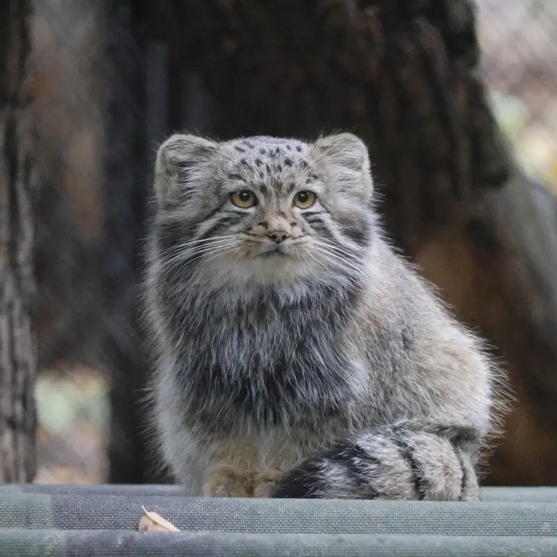 ノヴォシビルスク動物園のスネジャナの娘 b.2026 Ⅱの写真