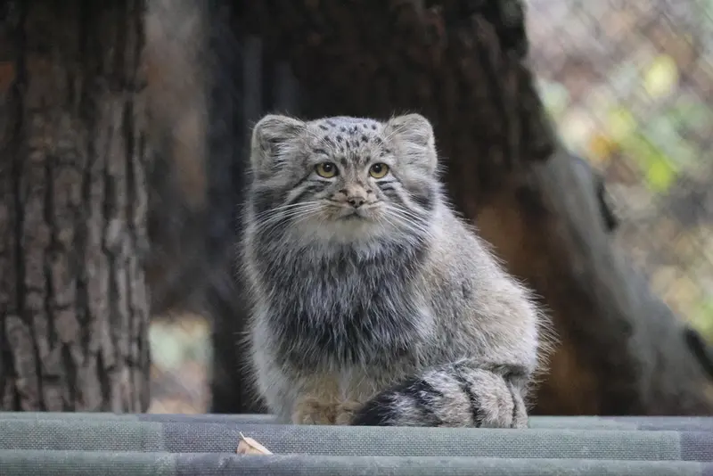 ノヴォシビルスク動物園のスネジャナの娘 b.2026 Ⅱの写真