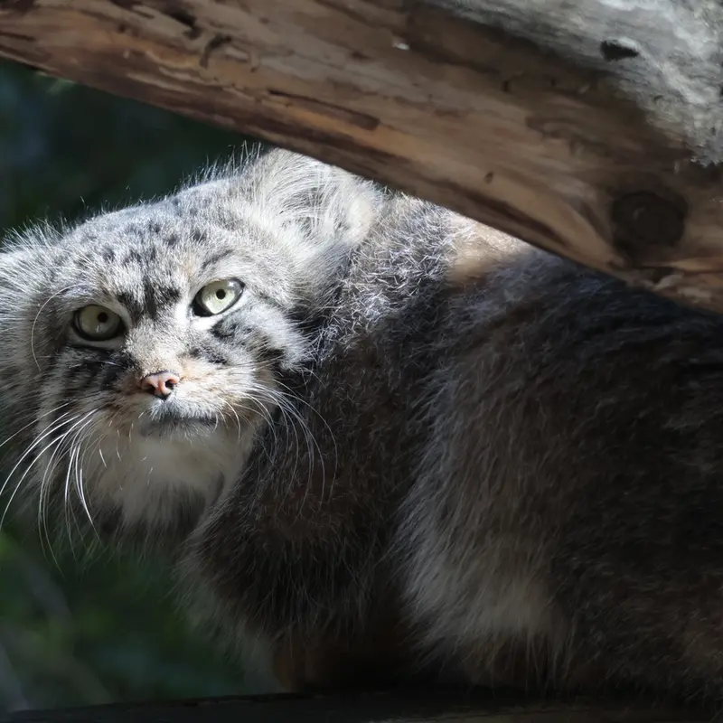 ノヴォシビルスク動物園のルフの写真