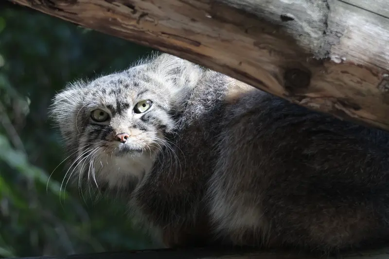 ノヴォシビルスク動物園のルフの写真