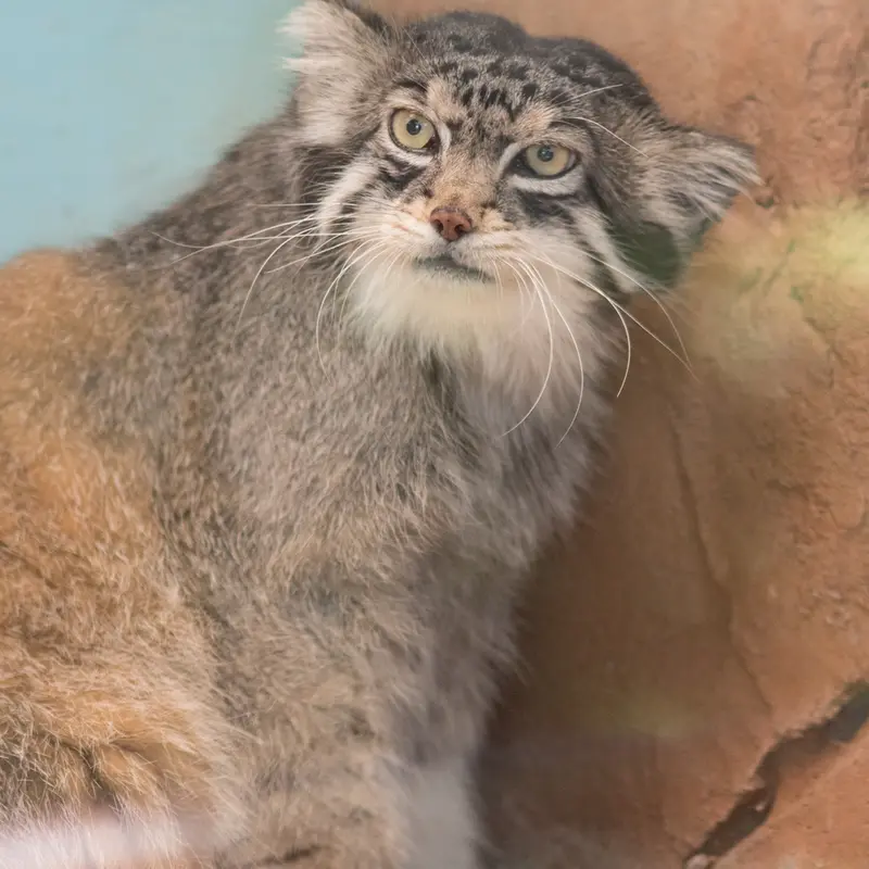 神戸市立王子動物園のイーリスの写真