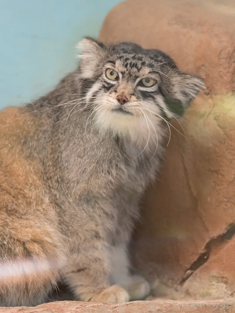神戸市立王子動物園のイーリスの写真