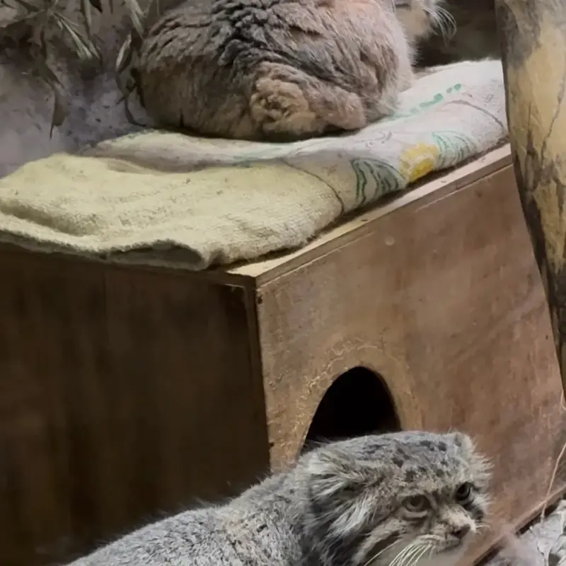 恩賜上野動物園のプリームラとクリョンの写真