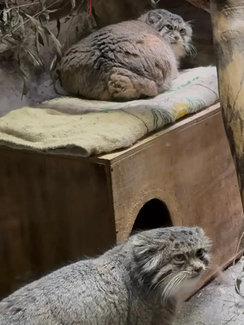 恩賜上野動物園のプリームラとクリョンの写真