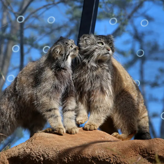 プラハ動物園のプリンセッサとスパイの写真