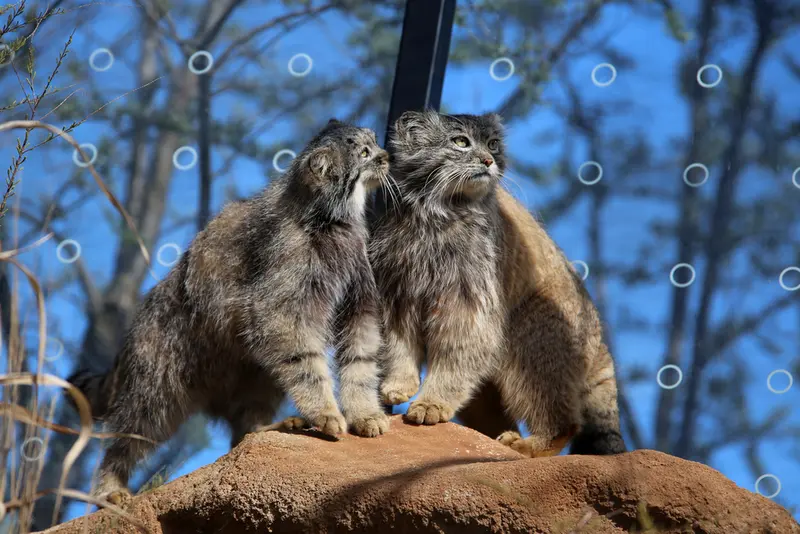 プラハ動物園のプリンセッサとスパイの写真