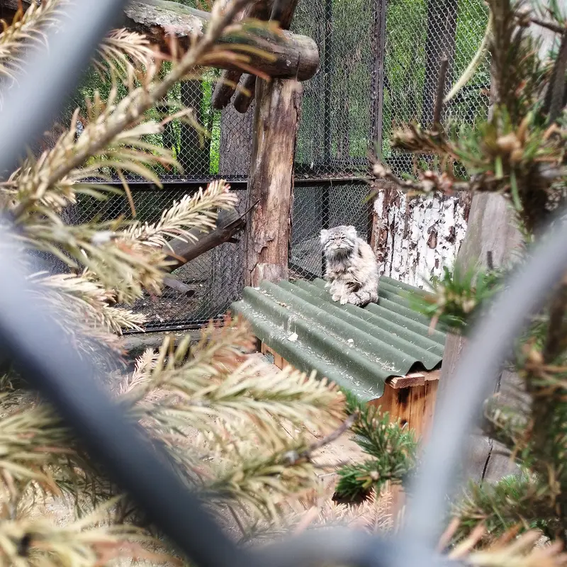 ノヴォシビルスク動物園のゼレノゴルスクの写真