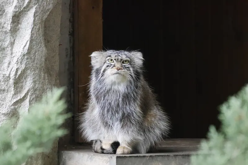 モスクワ動物園のティモフェイの写真