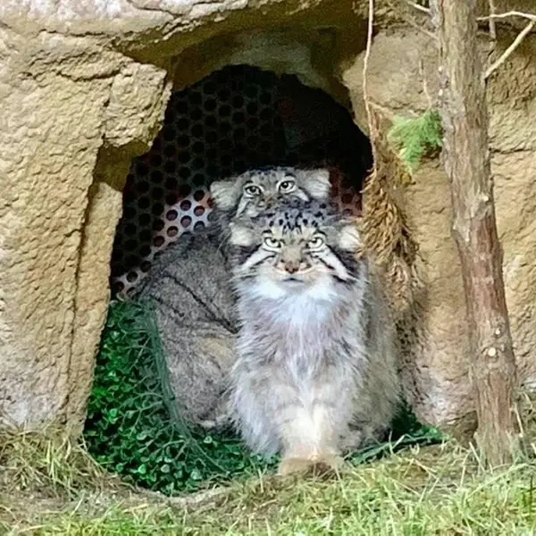 那須どうぶつ王国のボルとポリーの写真
