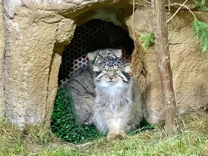 那須どうぶつ王国のボルとポリーの写真