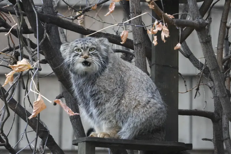 モスクワ動物園のティモフェイの写真