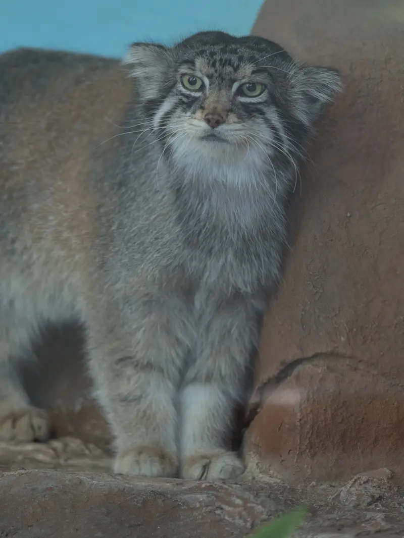 神戸市立王子動物園のイーリスの写真