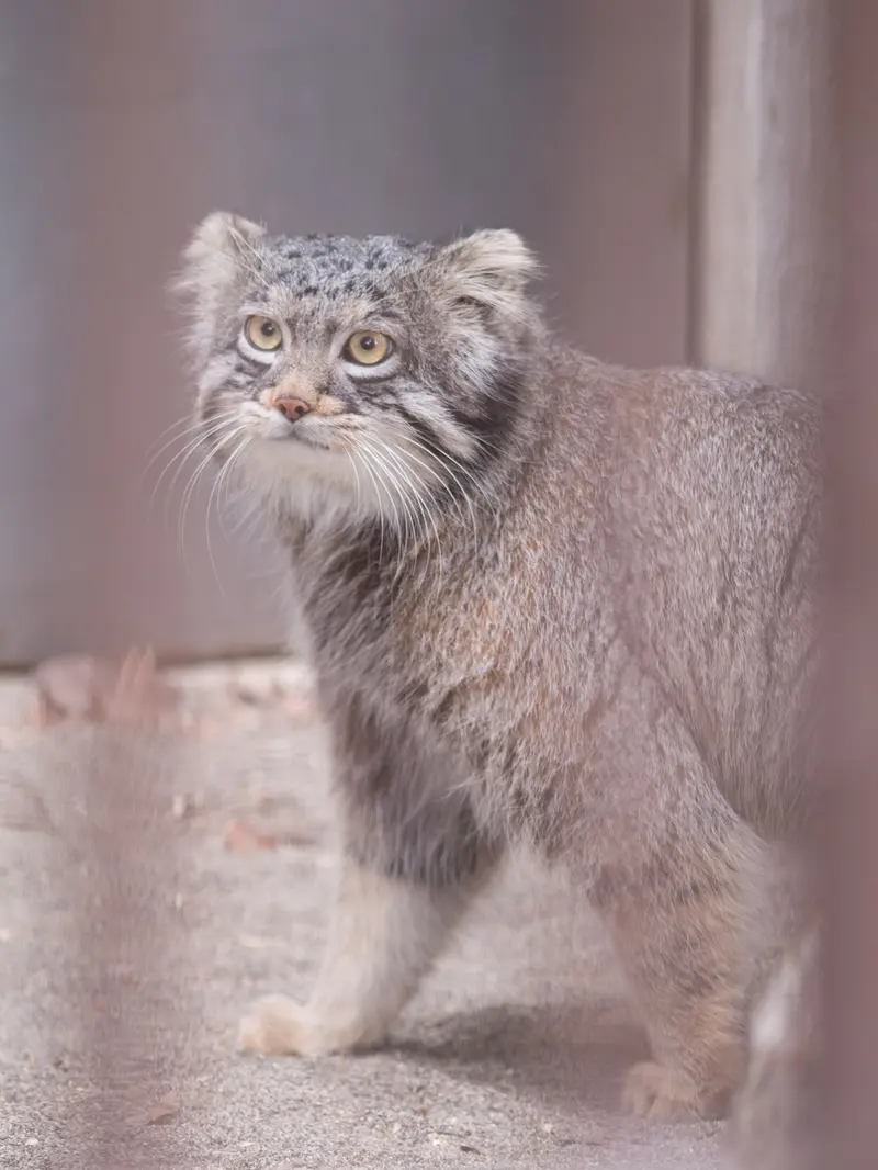 野毛山動物園のフィーガの写真