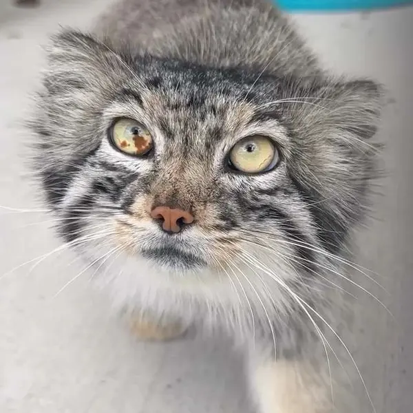 Two Pallas's Cats have found a new home in Pennsylvania!