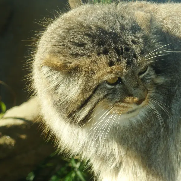 神戸市立王子動物園の衛門の写真
