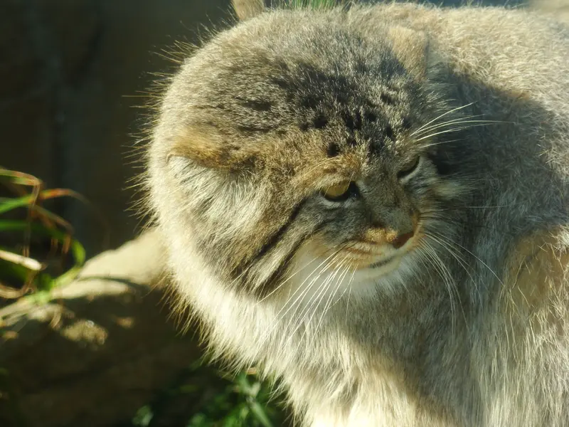 神戸市立王子動物園の衛門の写真
