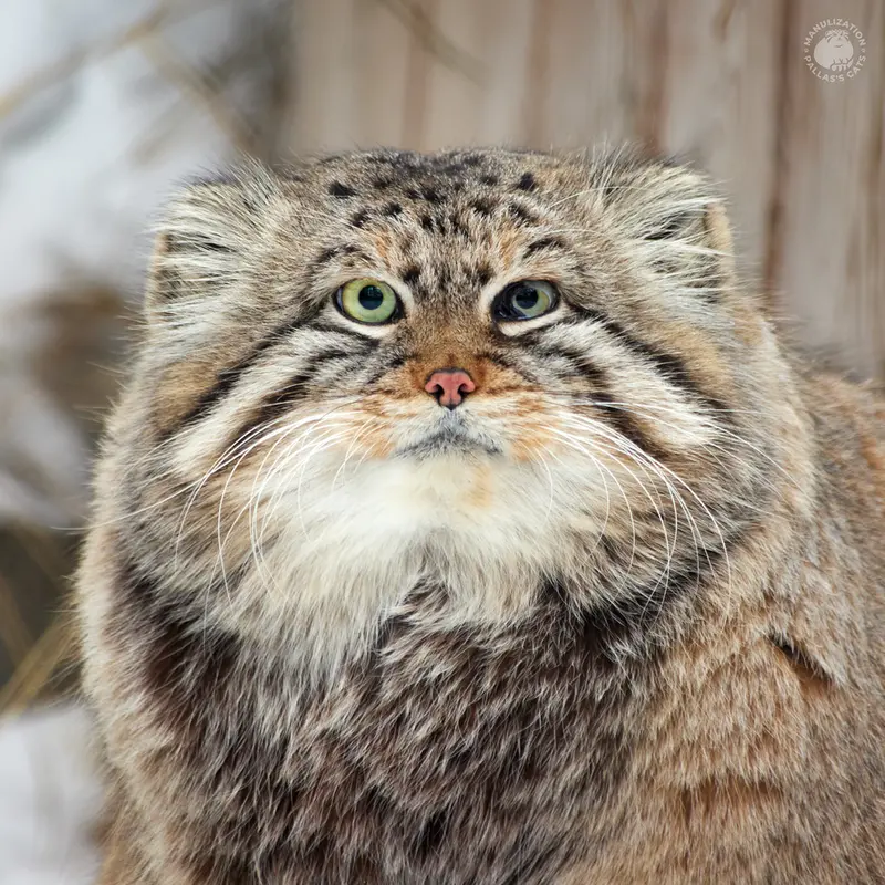 ノヴォシビルスク動物園のマヌルネコのゼレノゴルスク