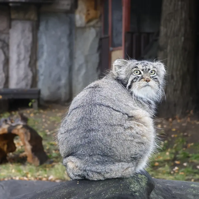 モスクワ動物園のティモフェイの写真