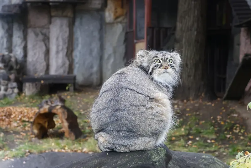 モスクワ動物園のティモフェイの写真