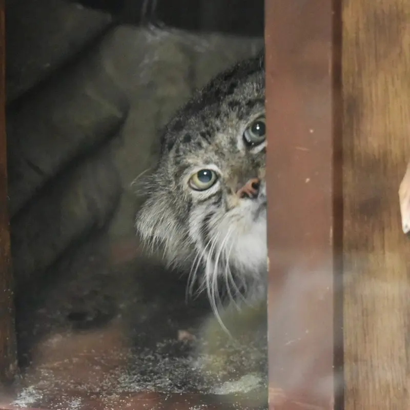 恩賜上野動物園のクリョンの写真
