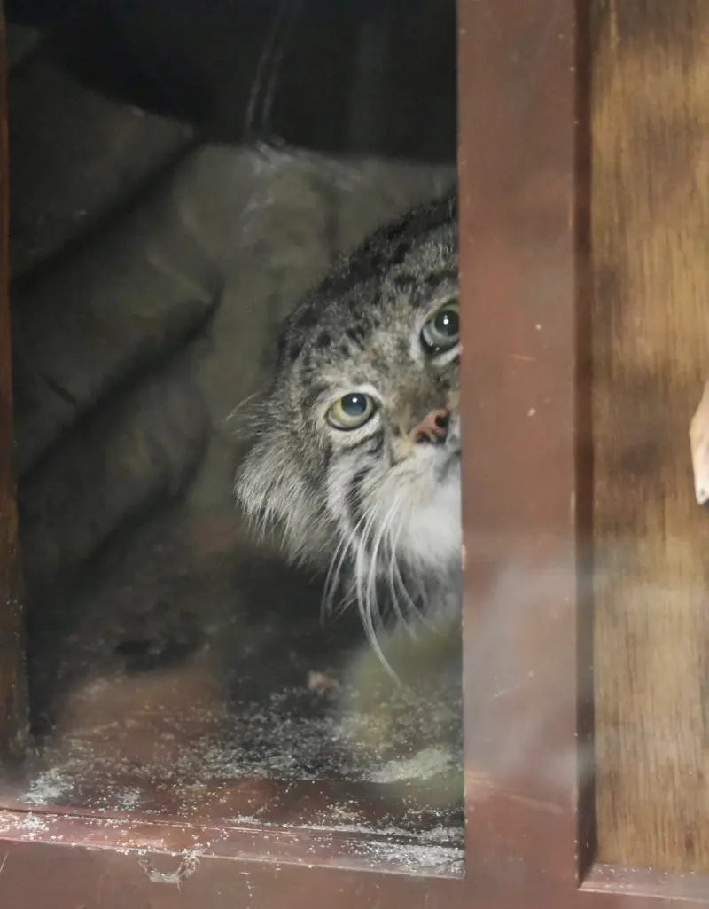 恩賜上野動物園のクリョンの写真