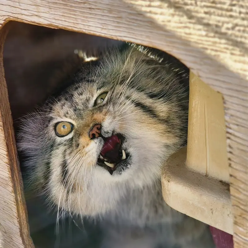 プロジェクト・サバイバルズ・キャット・ヘイブンのガラブの写真