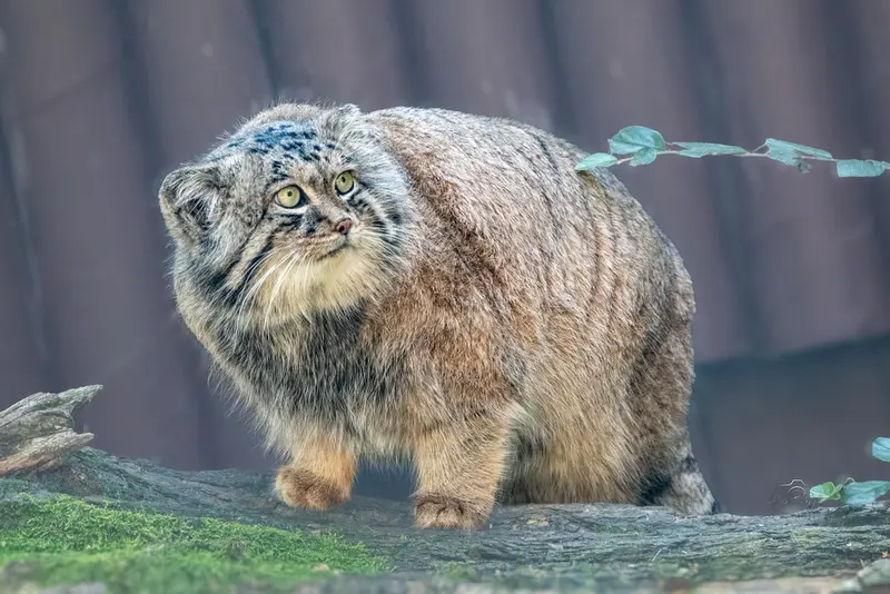 オストラヴァ動物園のプルトンの写真