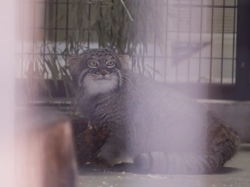 野毛山動物園のフィーガの写真