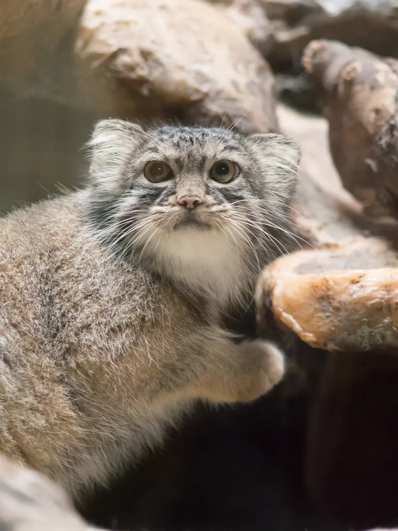 恩賜上野動物園のサフランの写真