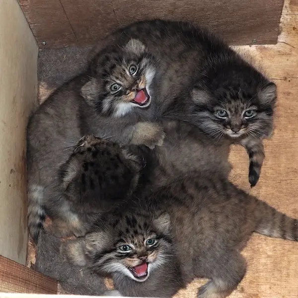 埼玉県こども動物自然公園のハル、サーラル、シャルとボルの写真