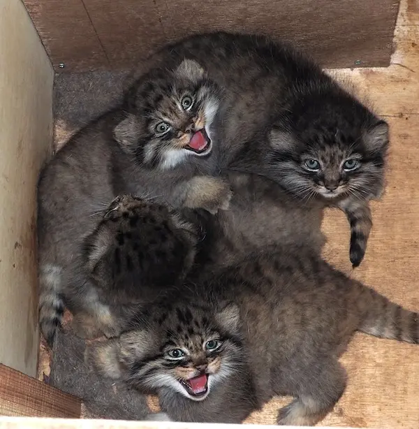 埼玉県こども動物自然公園のハル、サーラル、シャルとボルの写真