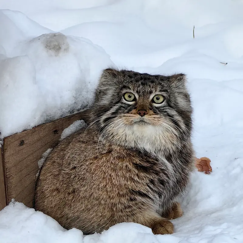 ノヴォシビルスク動物園のゾーシャの写真