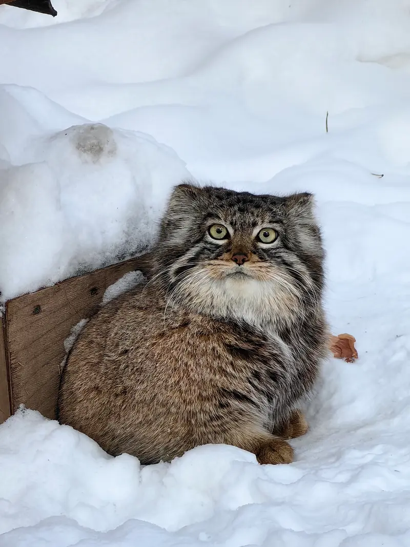 ノヴォシビルスク動物園のゾーシャの写真
