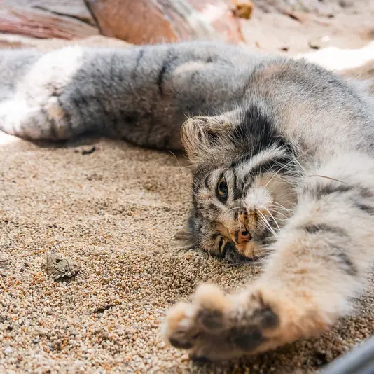 那須どうぶつ王国のナゴムの写真