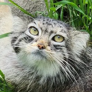 ダコタ動物園のマヌルネコのローラ