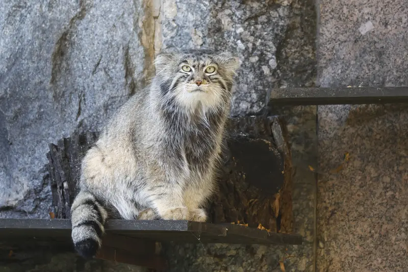 モスクワ動物園のティモフェイの写真