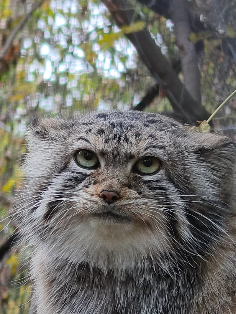 ノヴォシビルスク動物園のイヴの写真