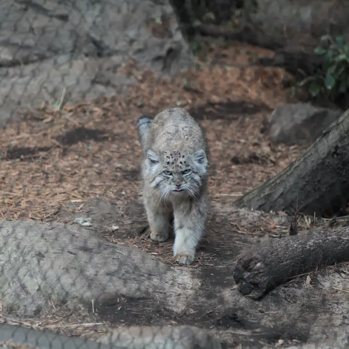 プロスペクト・パーク動物園のバトゥの写真