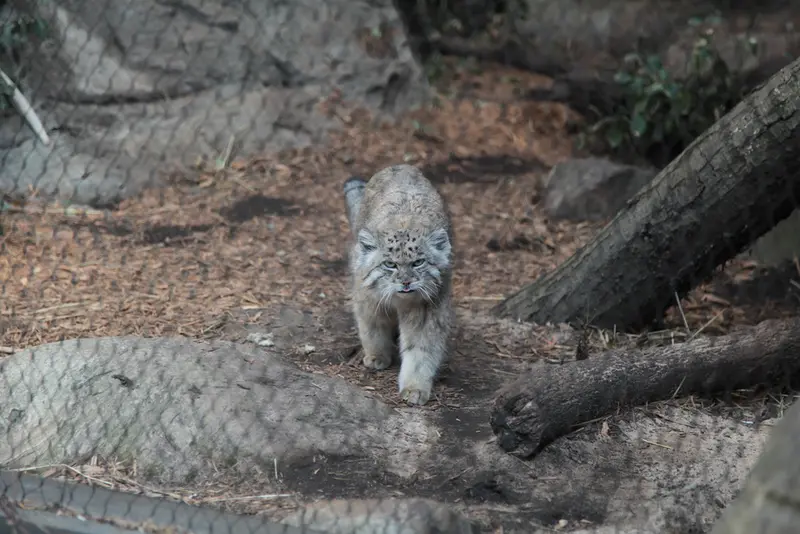 プロスペクト・パーク動物園のバトゥの写真