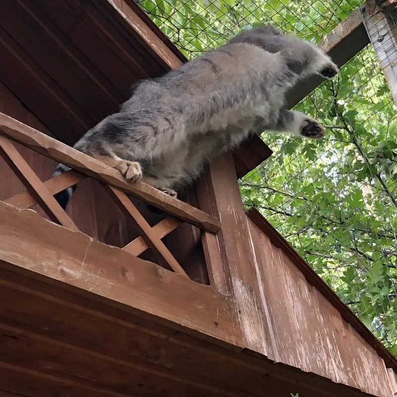イジェフスク動物園（ウドムルト動物園）のアルタイの写真